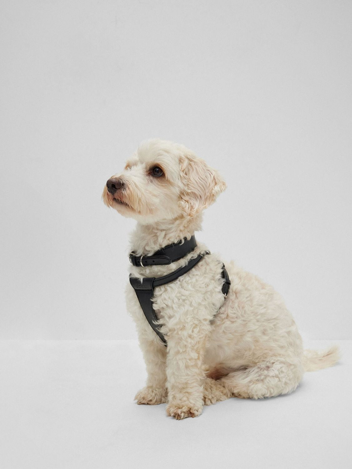 Boss Dog Recycled Leather Collar Black