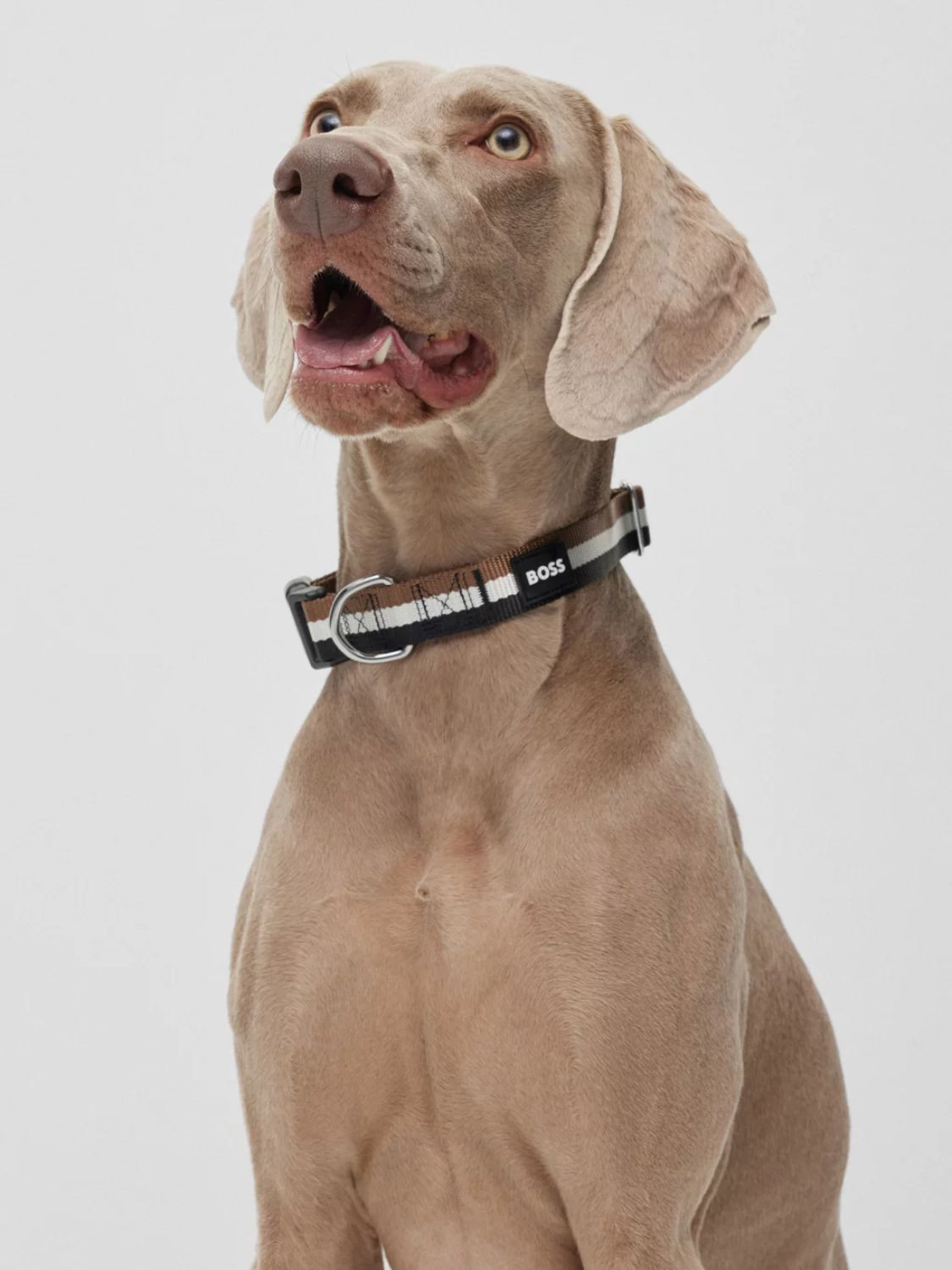 Περιλαίμιο Σκύλου Με Ρίγες Boss Dog Core Walk Stripe Collar