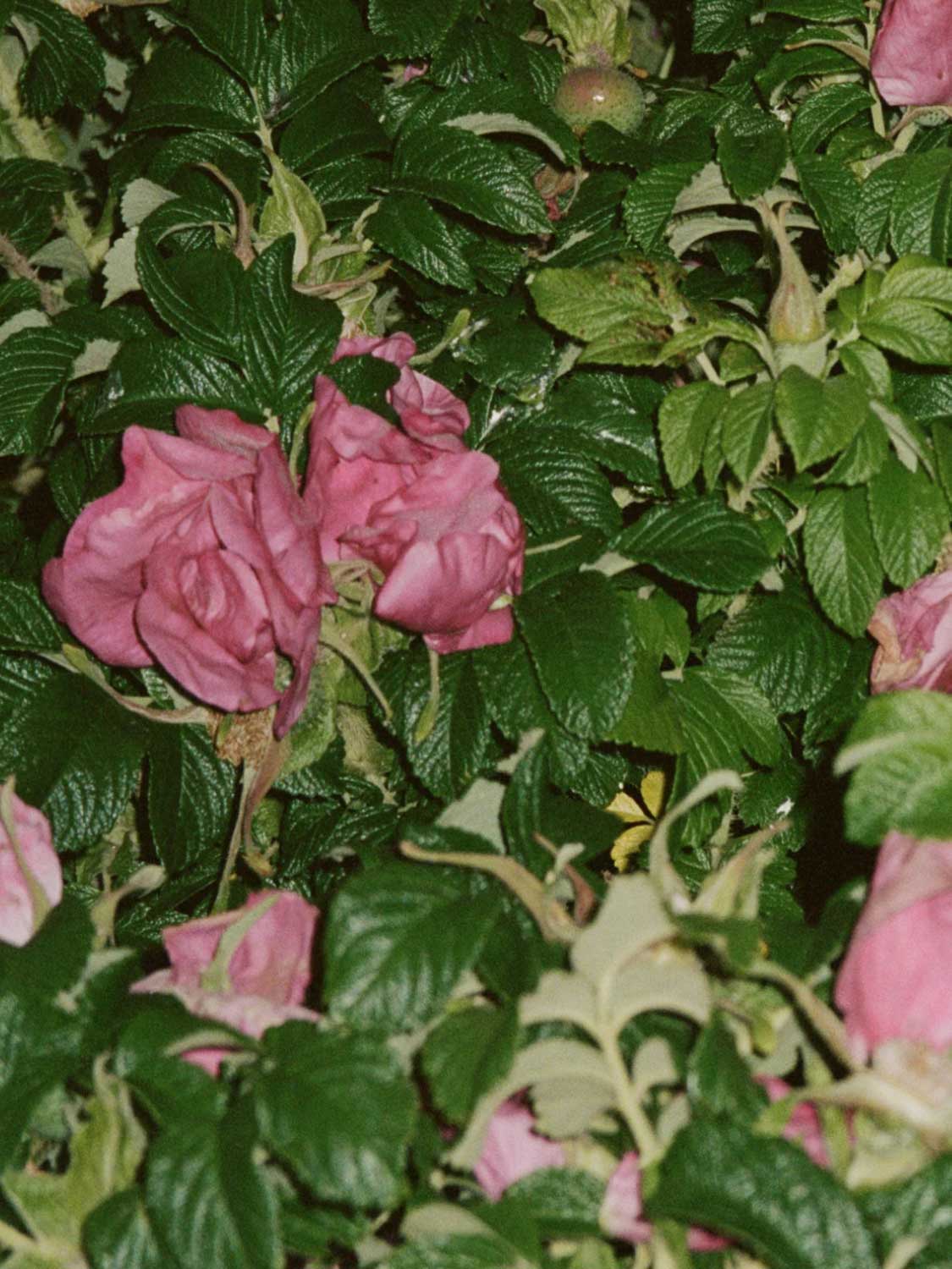 LA Bruket 071 Hand and Body Wash Wild Rose | C