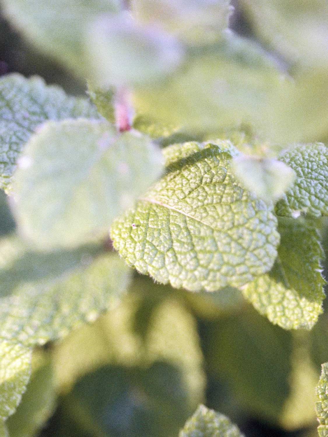 LA Bruket Hair Conditioner Nettle