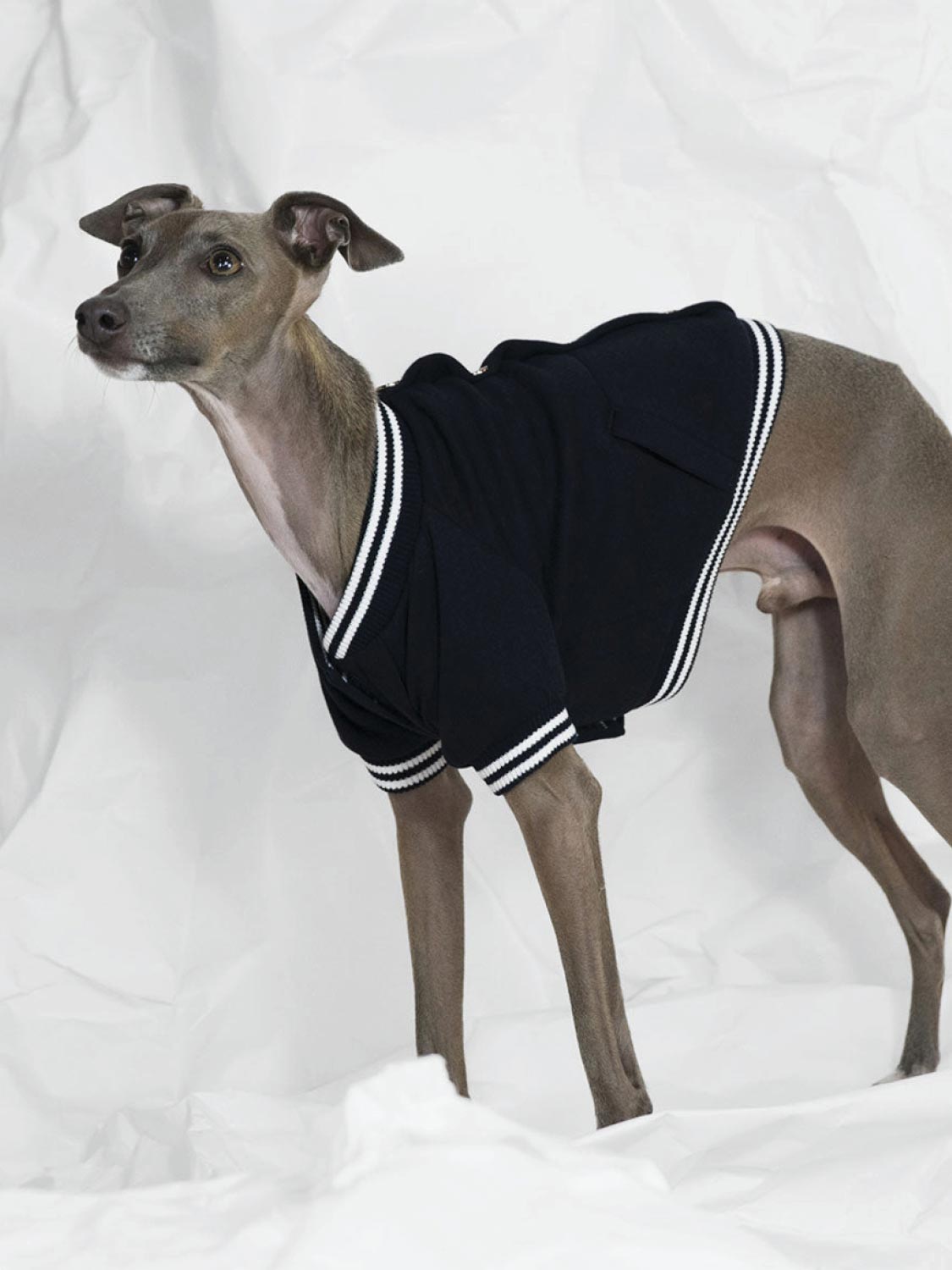 Poldo Dog Couture Baseball Bomber Jacket Navy | B