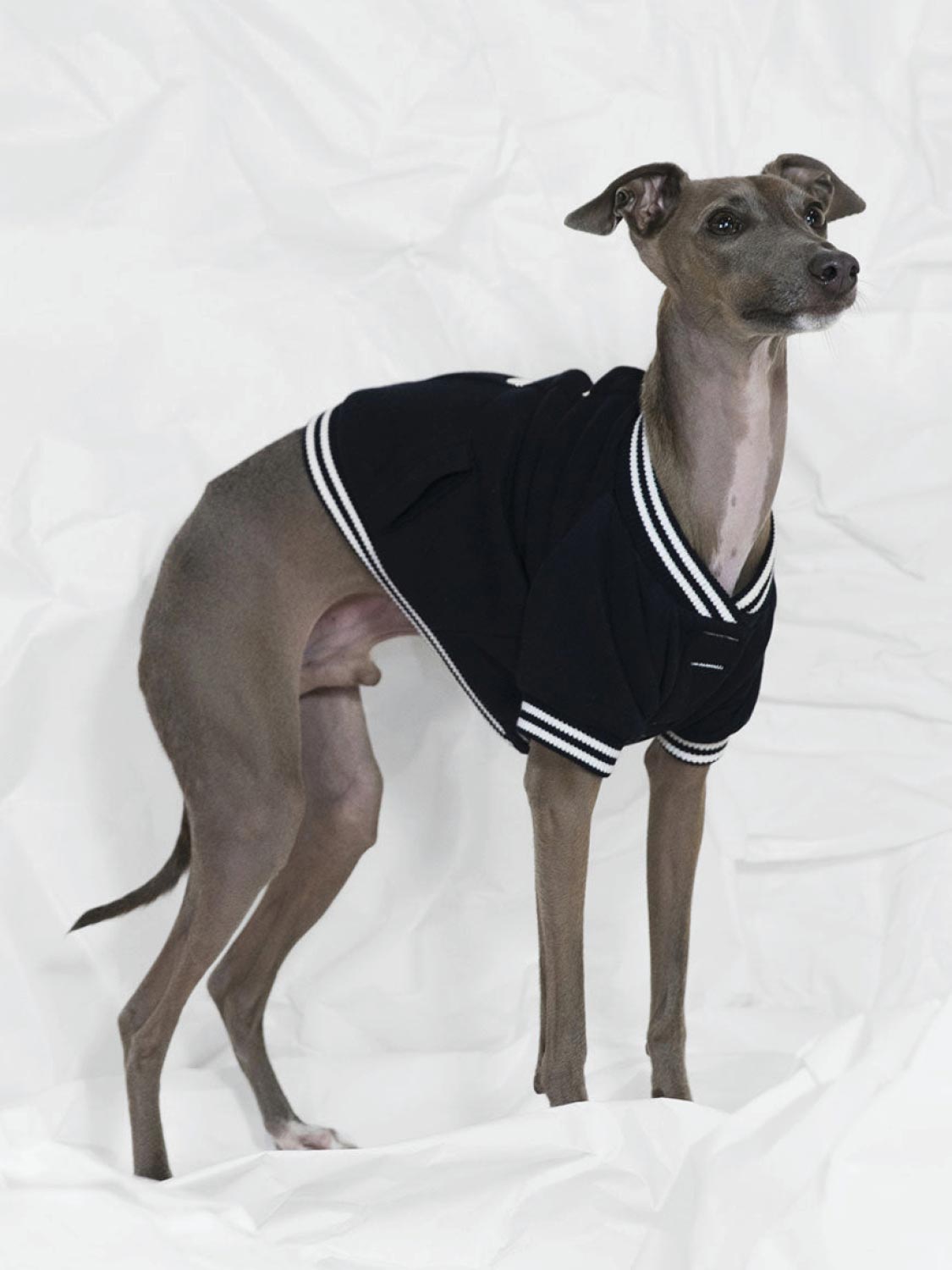 Poldo Dog Couture Baseball Bomber Jacket Navy | C