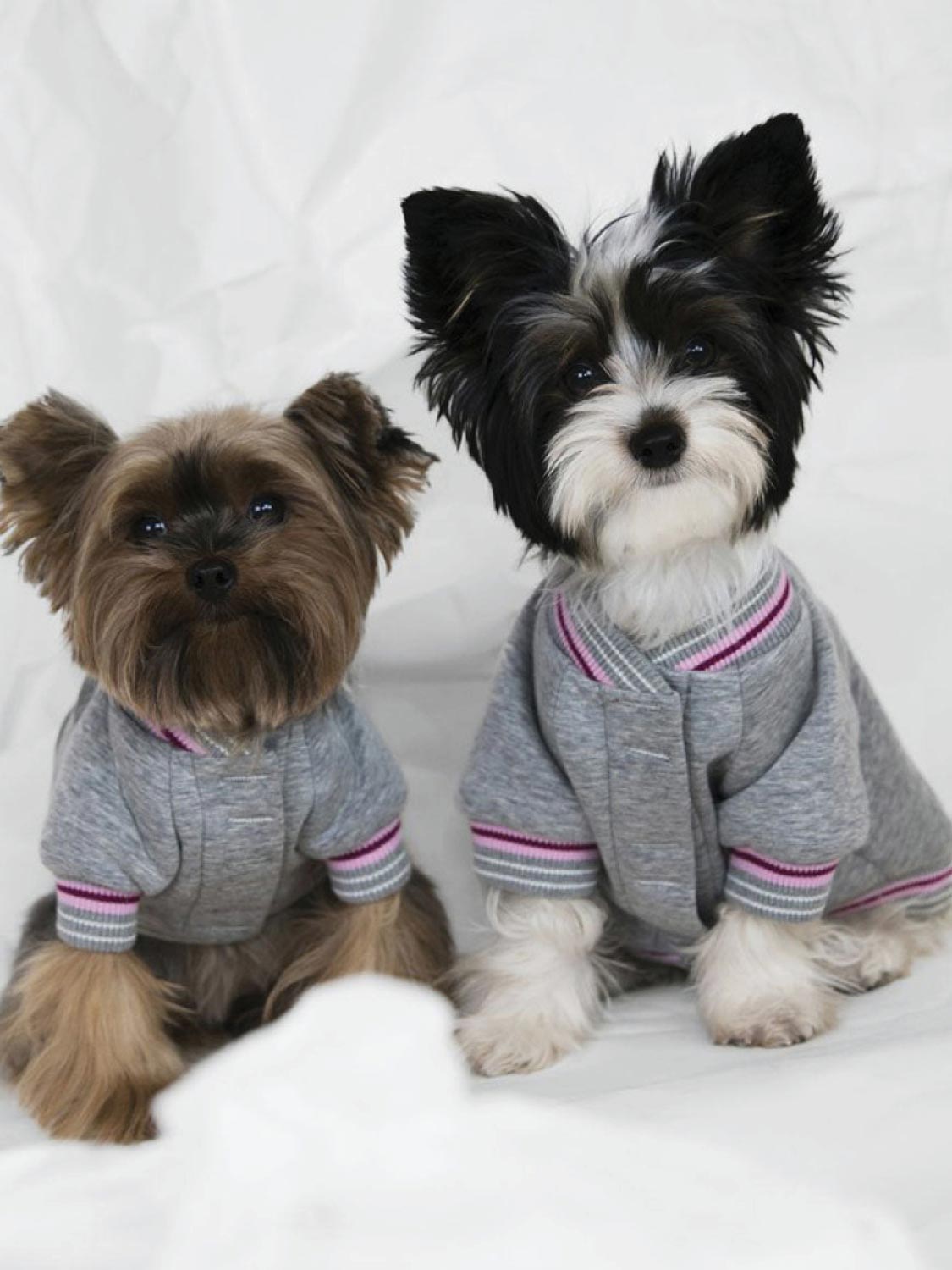 Poldo Dog Couture Baseball Bomber Jacket Grey | B