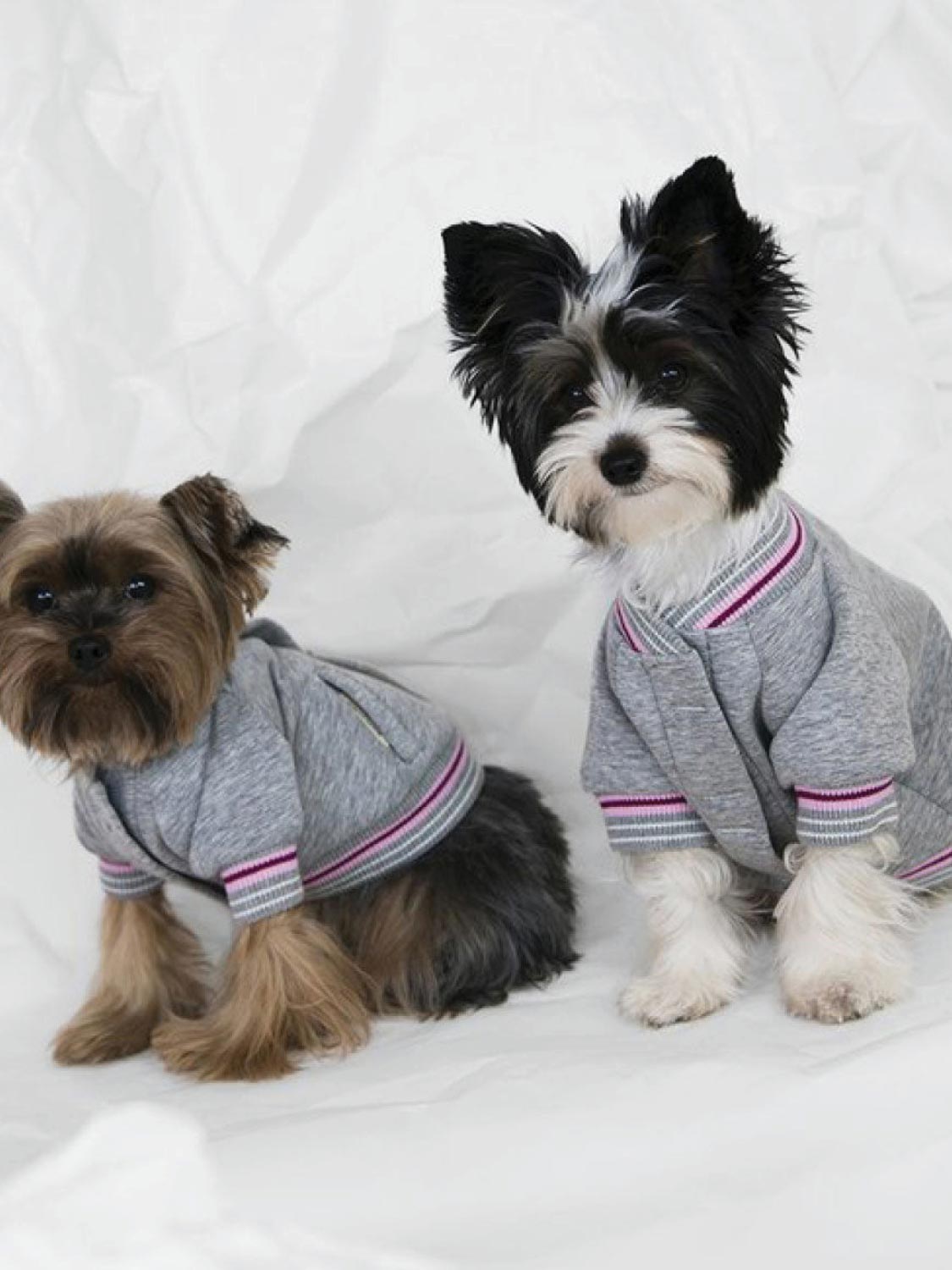 Poldo Dog Couture Baseball Bomber Jacket Grey | C
