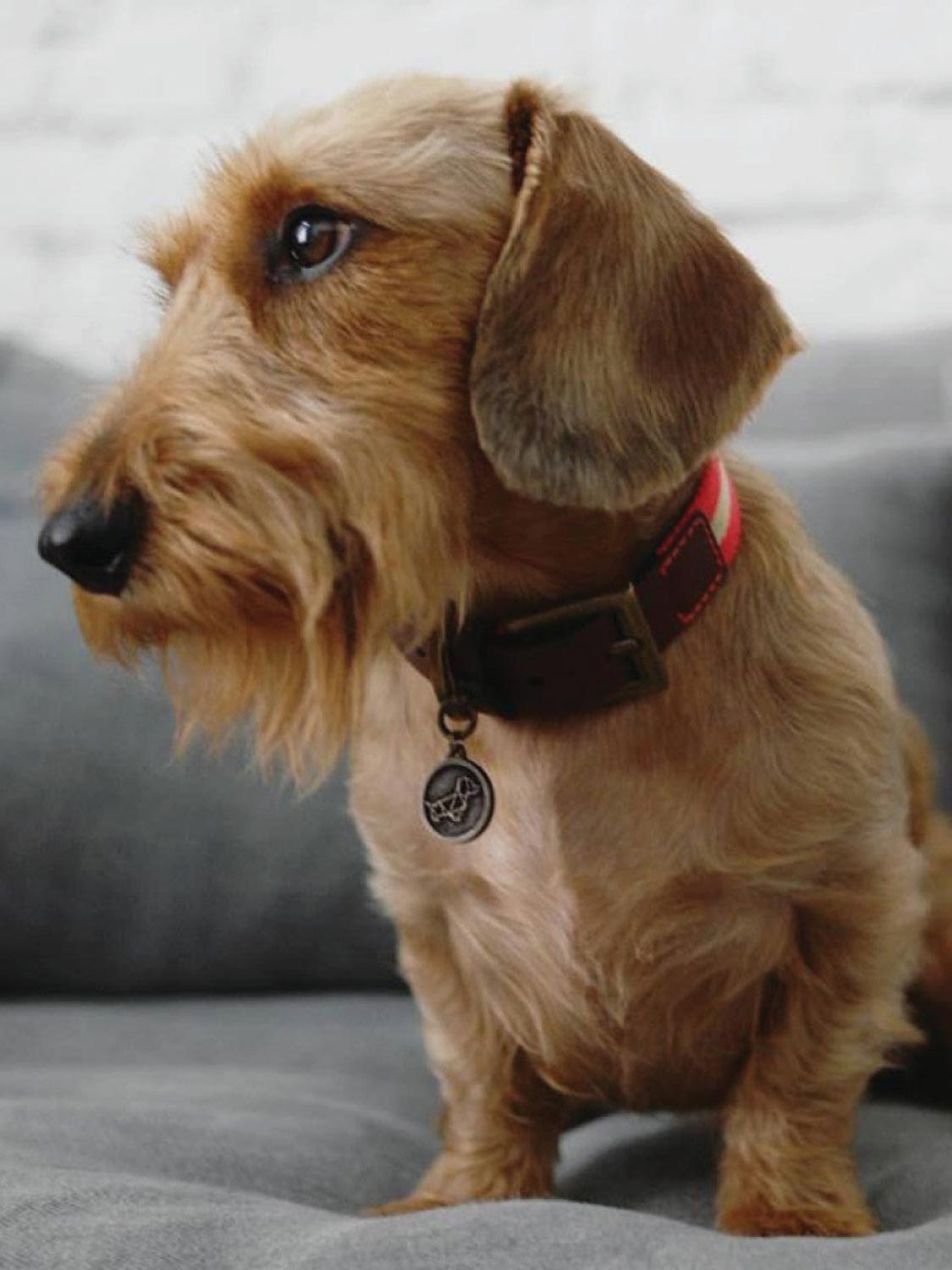 Poldo Dog Couture Portofino Dog Collar | B