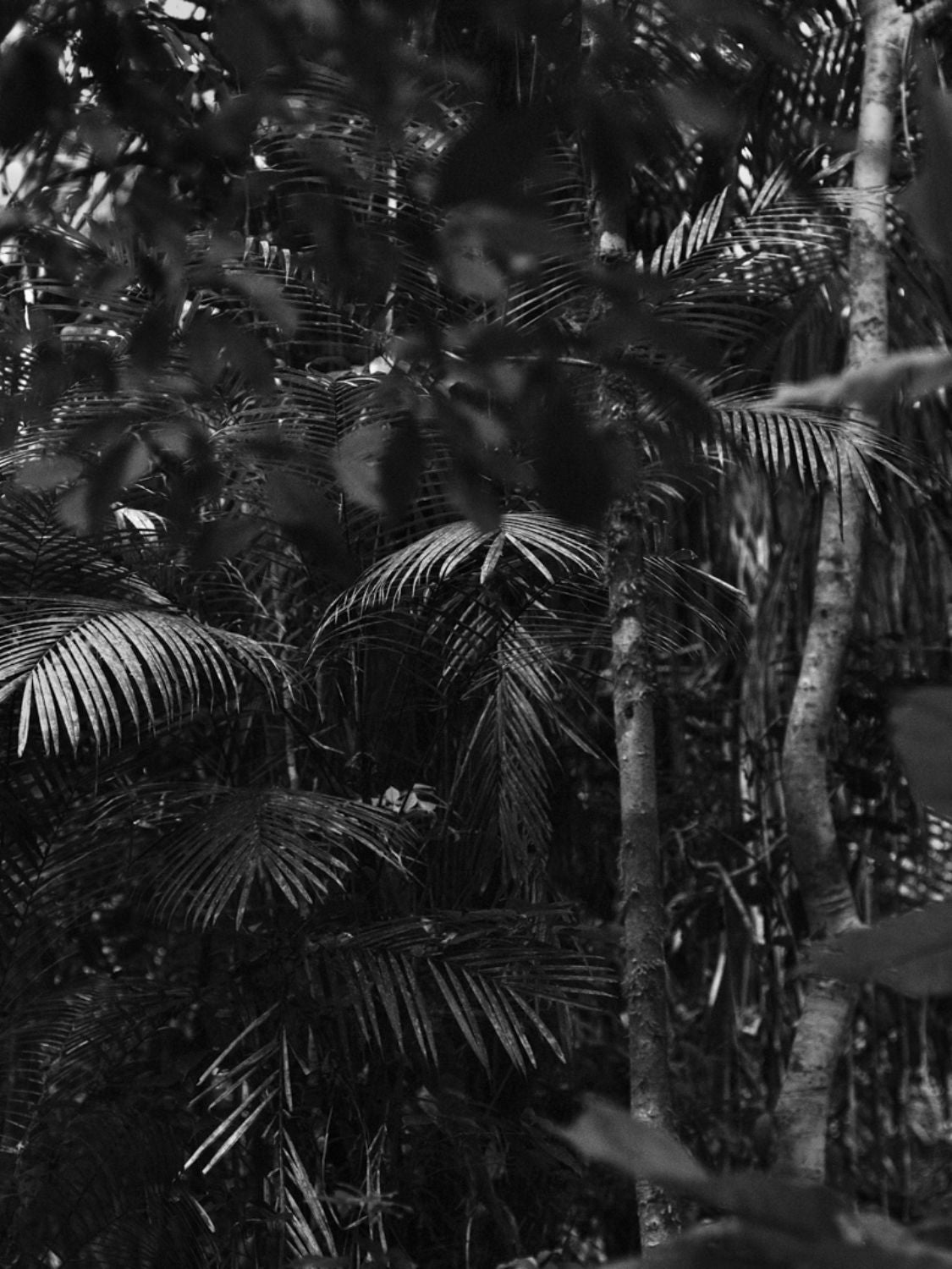 Βιβλίο Coffee Table Book Bresils Amazonie